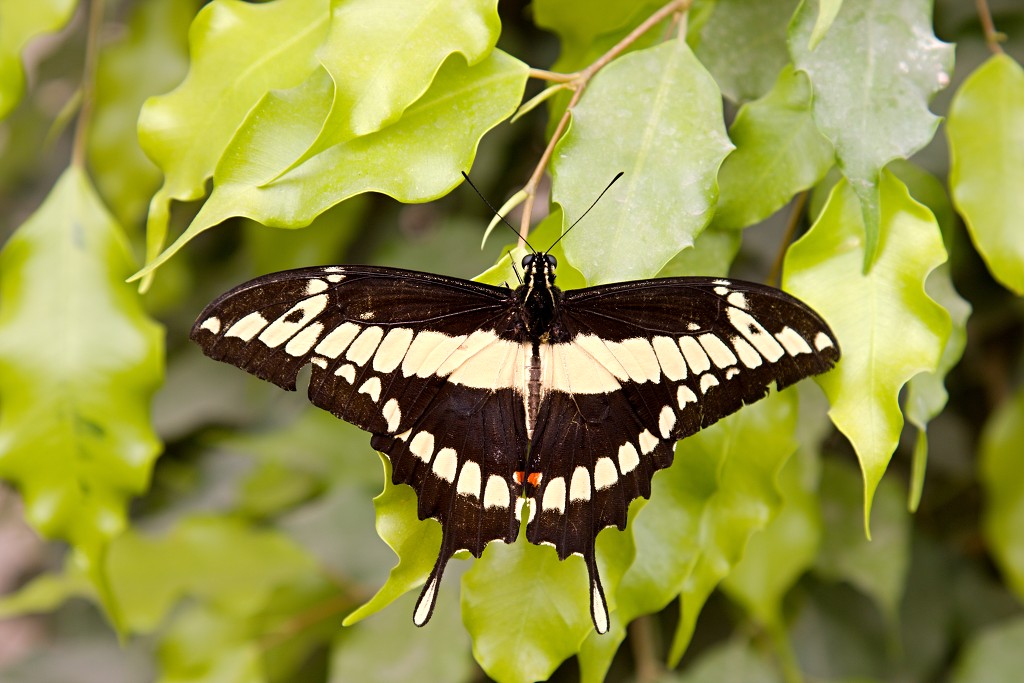 vlinder vlinders hdr insect insecten nederland uitheems Lepidoptera rups rupsen vlindertuin natuur